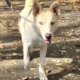 Rilos Rescue Adoptable Dogs Kira